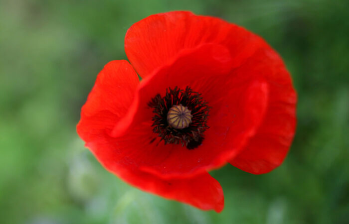 blue-papavero-rosso